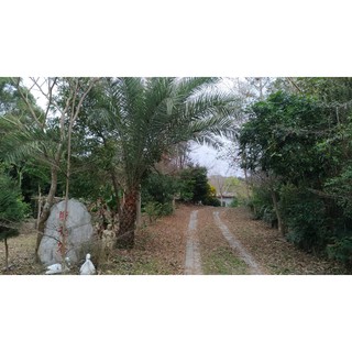 嵐天莊園-臺灣咖啡豆(中烘)