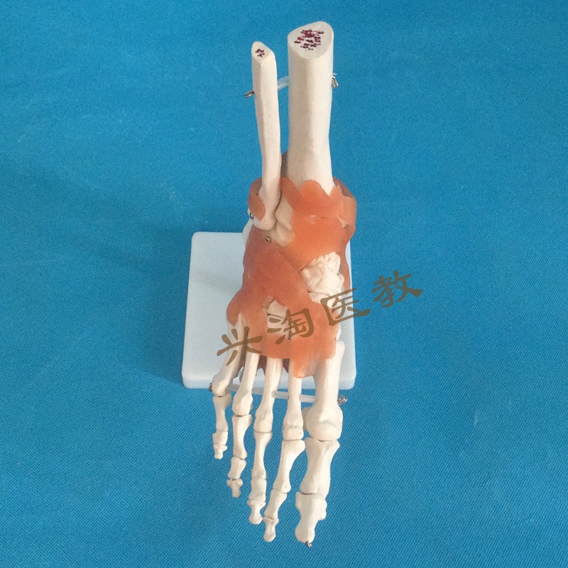♥❤腳關節模型帶韌帶人體骨骼腳關節腳部關節展示模型仿真帶韌帶