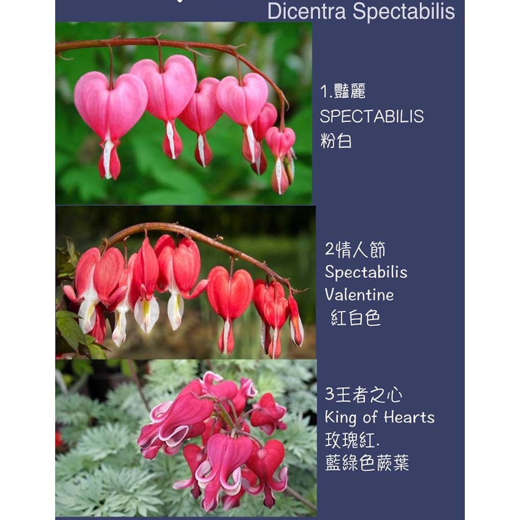 牡丹球根的價格推薦 22年4月 比價比個夠biggo