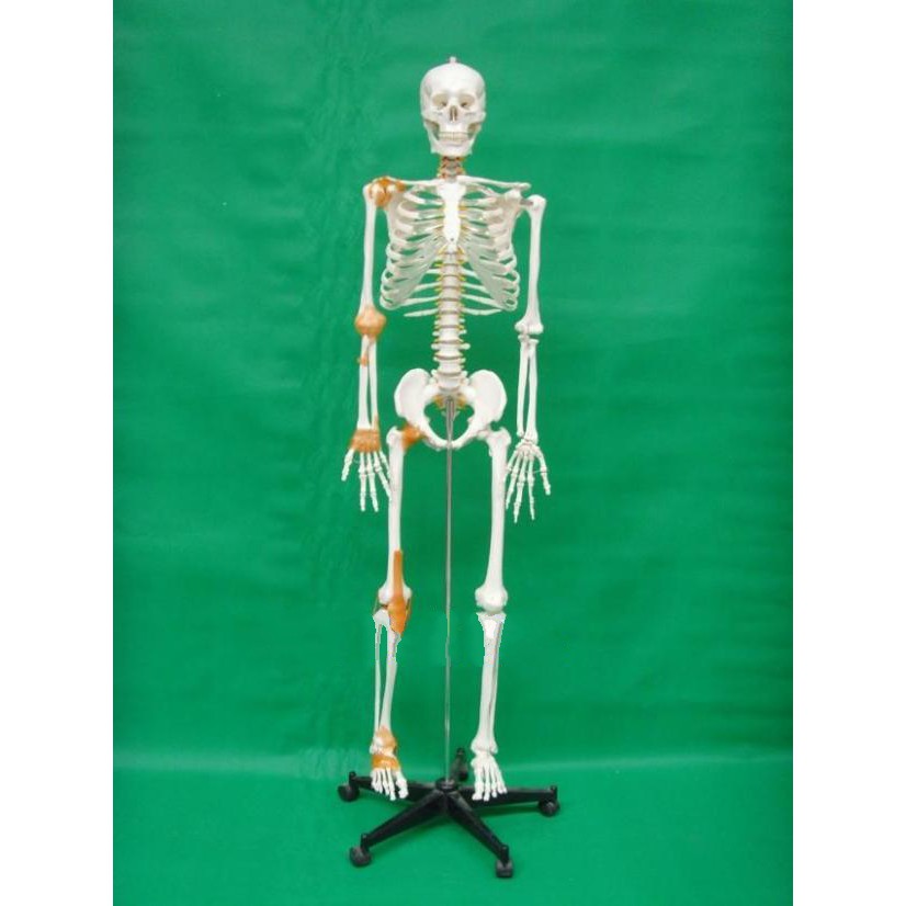 可開發票 170cm骨骼附半邊韌帶模型 高級人體骨骼模型 美術 藝用 標準骨骼骨架 教學教具模型ARGT客滿來