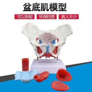 醫學教具 女性骨盆模型生殖器官盆腔盆底肌結構盆骨附二節腰椎分娩教學模型 人體模型 AR
