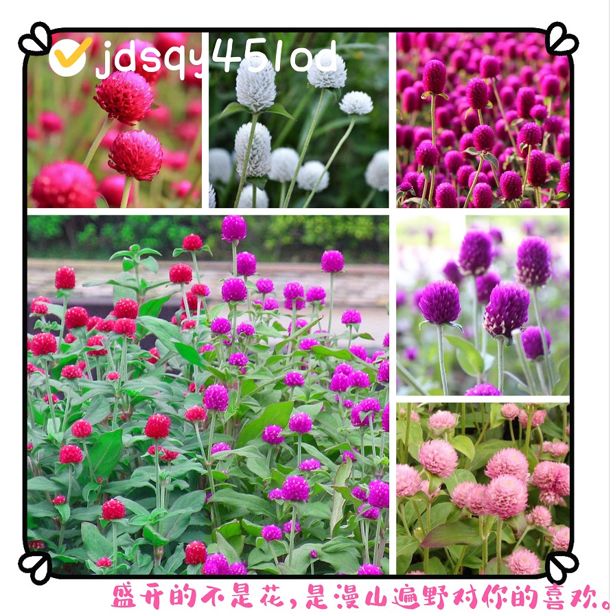 千日紅 優惠推薦 21年9月 蝦皮購物台灣