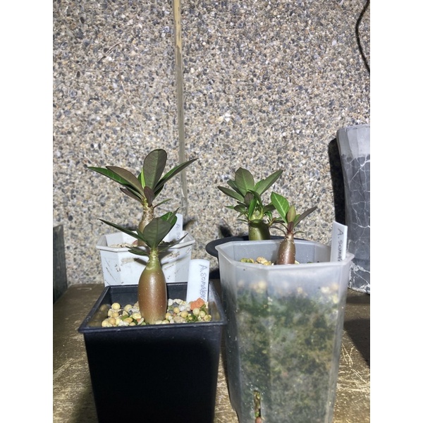 索馬利亞/索馬里細葉沙漠玫瑰Adenium somalense