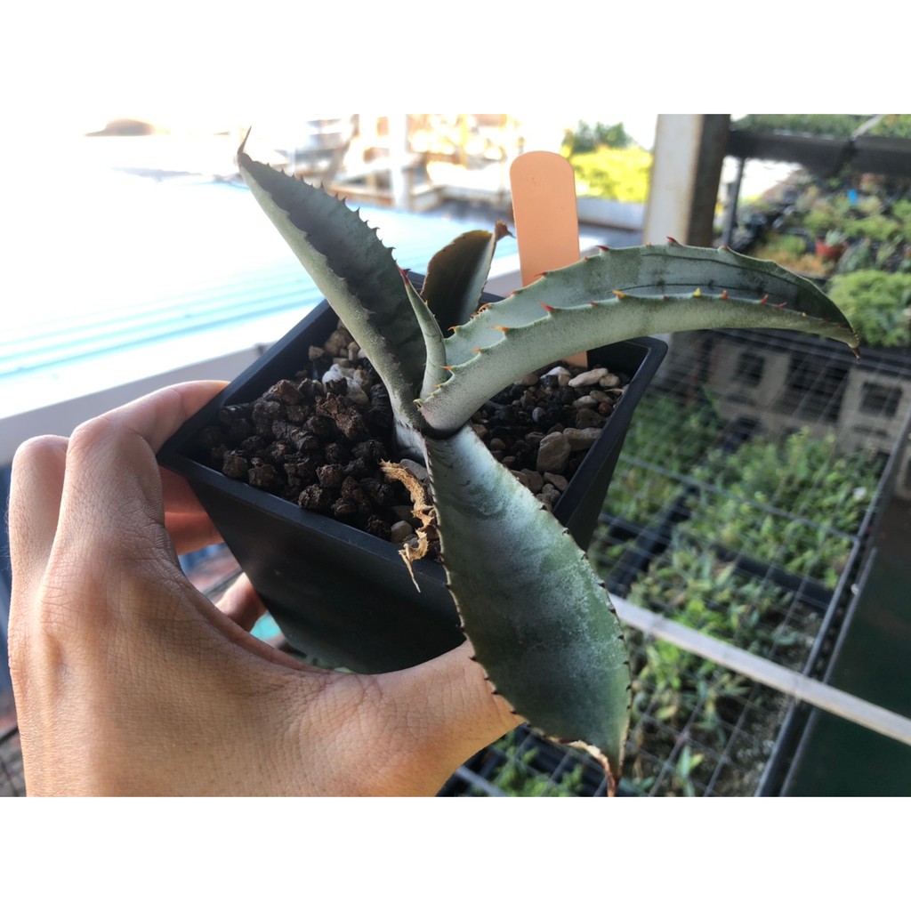 不知名龍舌蘭實生苗多肉植物種子實生 蝦皮購物