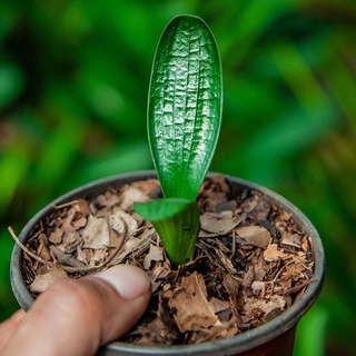臺灣現貨 君子蘭種子 君子蘭花苗 植物盆栽 室內客廳辦公室易種 花卉 四季常青