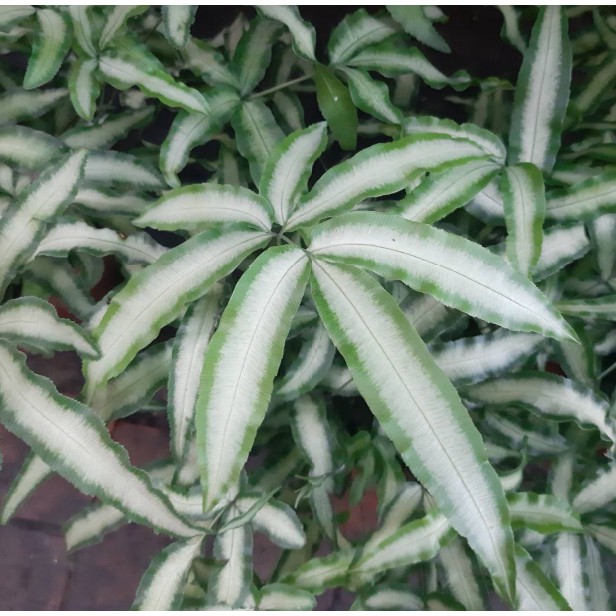 花囍園_蕨類植物—蟹角鳳尾蕨--室內植物~ 耐陰、適合室內栽種/6吋