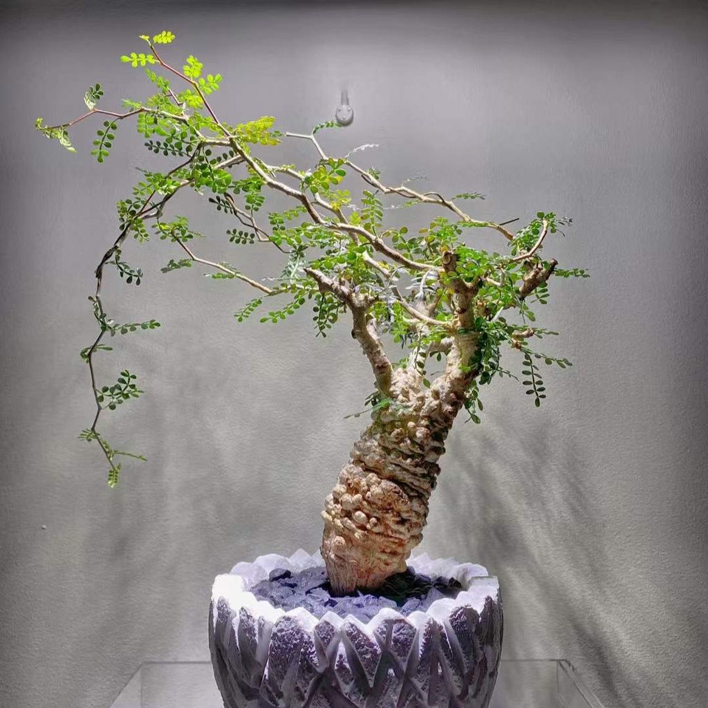 象足漆樹的價格推薦 22年11月 比價比個夠biggo