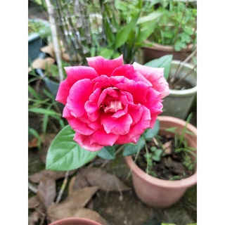 紅玫瑰花 (不含盆栽)