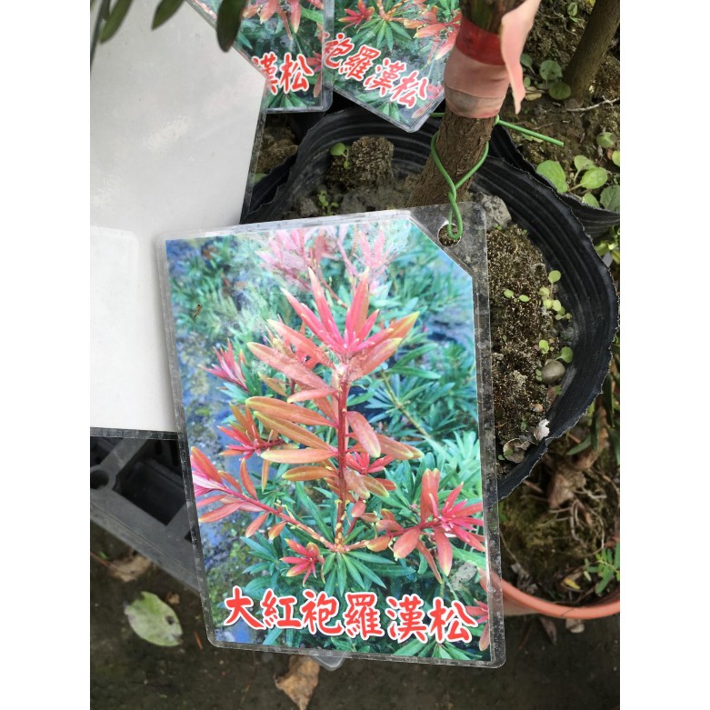 花囍園_喬木觀賞植物—大紅袍羅漢松(嫁)--嫩芽鮮紅~庭園造景/4.5吋高約25-30cm