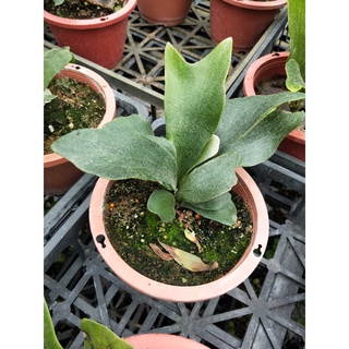 ☈綠玫☈觀葉植物☈鹿角蕨 不分品種-5吋☈