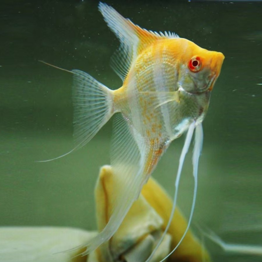 高蛋白小型魚營養飼料獨門配方0克神仙魚 孔雀魚 鬥魚 金魚球紅茶壺 異形 短雕 燈科魚類各式淡水魚 震珅水族 蝦皮購物