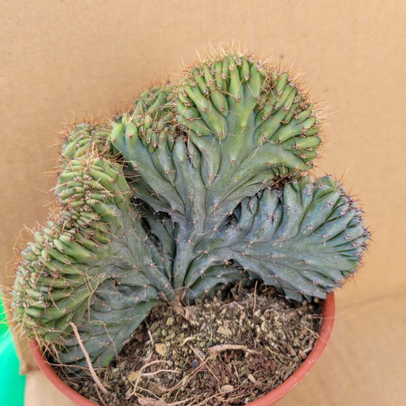 仙人掌多肉植物龍神木綴化 蝦皮購物