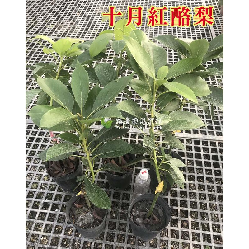 十月紅酪梨的價格推薦 21年8月 比價比個夠biggo