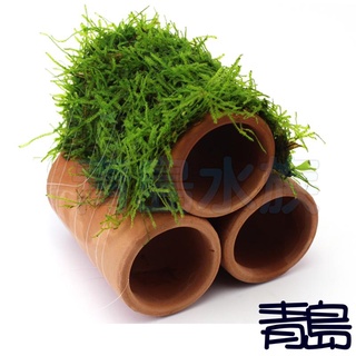 【新莊/五股/青島水族】陶瓷工坊=水晶蝦繁殖組/新型大三管=蝦屋 莫絲 魚蝦異型 躲藏甕 裝飾 繁殖 造景
