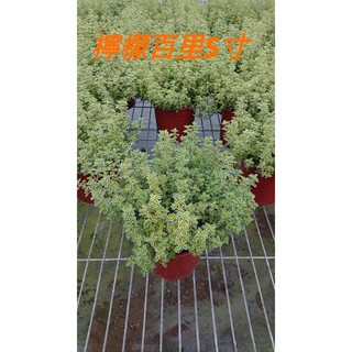檸檬百里香lemon thyme