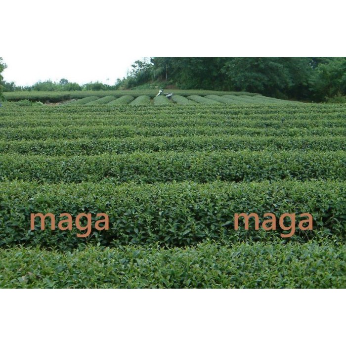 maga茶業 台灣正港高山茶       高山金萱比賽味  一斤350元 真正茶農自產自銷~!