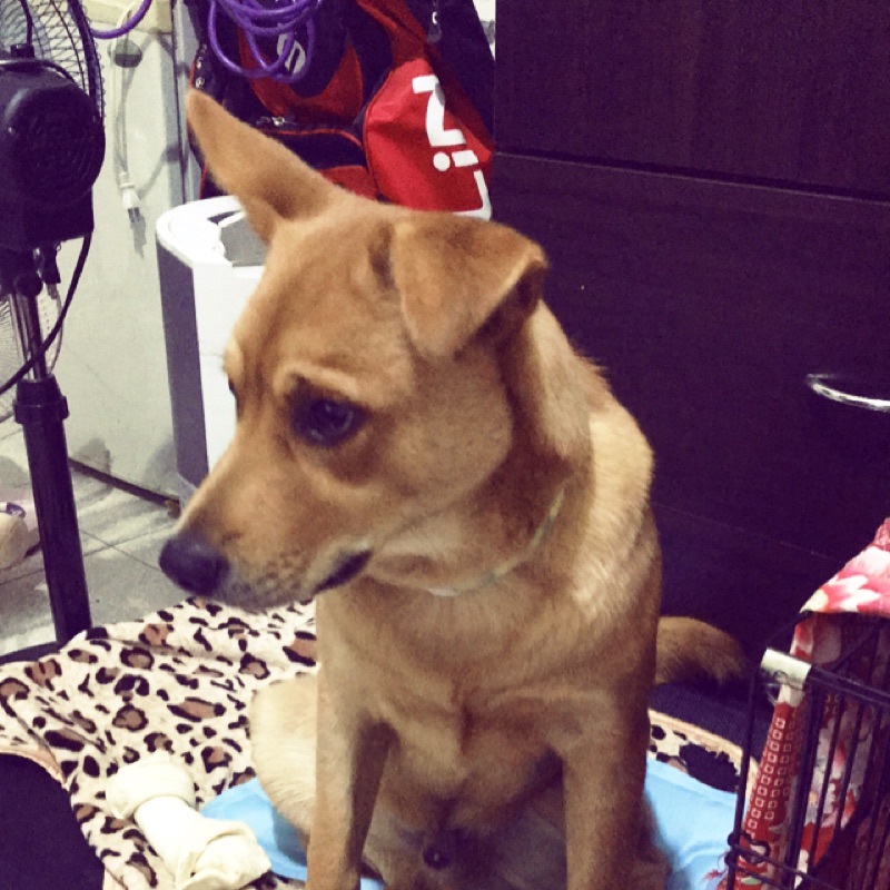 浪人車庫 Subaru就是愛貼紙富士重工株式會社長條型車貼 蝦皮購物