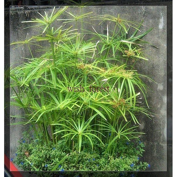 Wish Forest 水生植物 輪傘莎草 1株30元 線形修長優美 適庭院造景 蝦皮購物