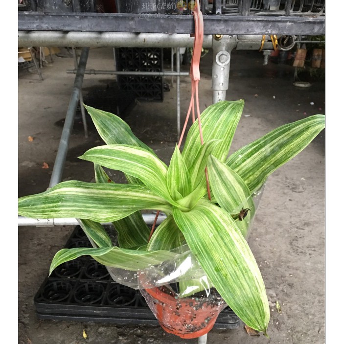 花囍園 綠化觀賞植物 斑葉香露草 草本植物 又名大葉錦竹草 6吋高約 30cm 特價249 蝦皮購物
