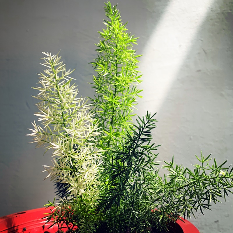 斑葉狐尾武竹 Asparagus densiflorus 'Myersii' variegated 蝦皮購物