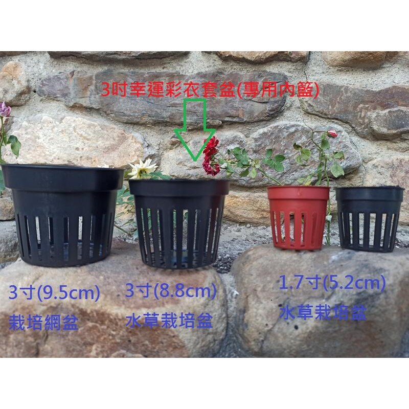 1 7寸 5 2cm 水草栽培盆水族水草栽培 多肉植物栽培 育苗 水耕培植籃 蝦皮購物
