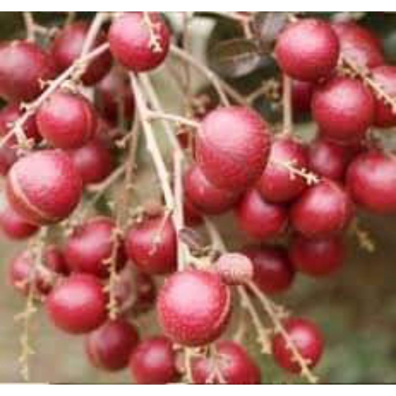 觀霖果樹泰國紅龍眼靠接苗高度大約70公分