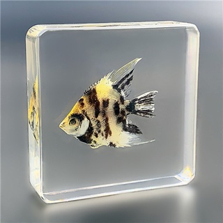 珍貴海洋動物真實魚樹脂標本熱帶魚淡水魚早教創意琥珀收藏擺件 蝦皮購物