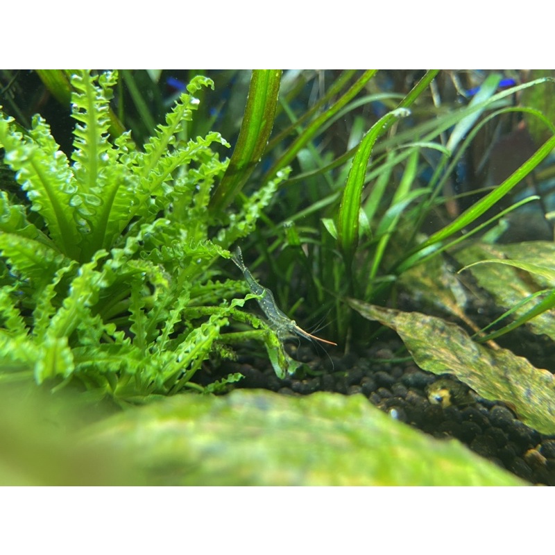 霸王長戢槍蝦仿真模型