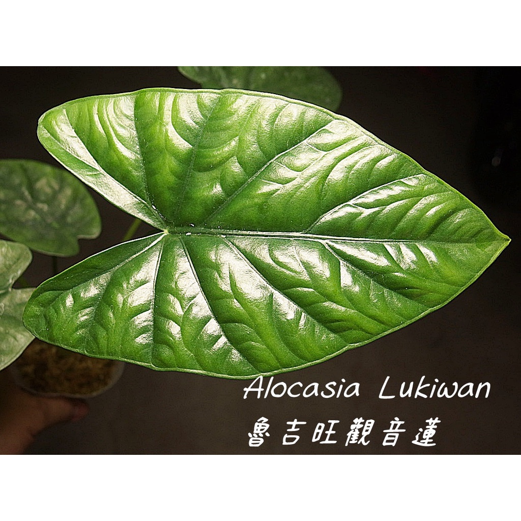 《柯比植物》 雨林觀葉植物 觀音蓮 Alocasia Lukiwan 魯吉旺觀音蓮(與凹凸鏡觀音蓮不同)