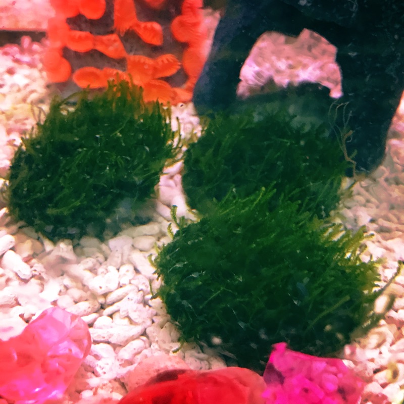 青森林 聖誕莫斯石前景草中景草苔蘚陰性水草莫絲默思默絲火焰石頭石片水族造景真水草 蝦皮購物