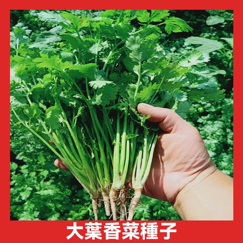 日本大葉香菜種子 香芫荽種子小葉香菜種子 四季香菜種子 香菜種籽 老品種香菜 四季播種 蔬菜種子