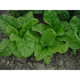 白茄茉菜、牛皮菜、莙薘菜--種子110粒30元