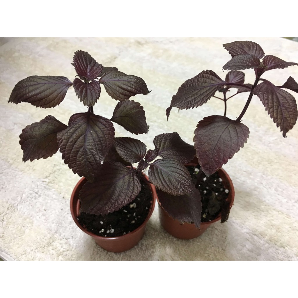 香草植物紅紫蘇苗紫蘇3吋盆2盆 蝦皮購物