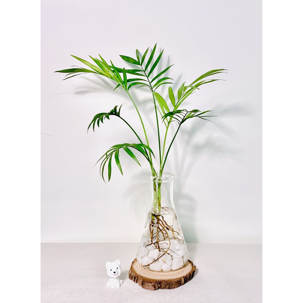 袖珍椰子葉水耕盆栽 含植物 玻璃瓶 水耕植物 水耕盆栽 水耕栽培 魚菜共生 袖珍椰子葉 室內盆栽 新年禮物 蝦皮購物