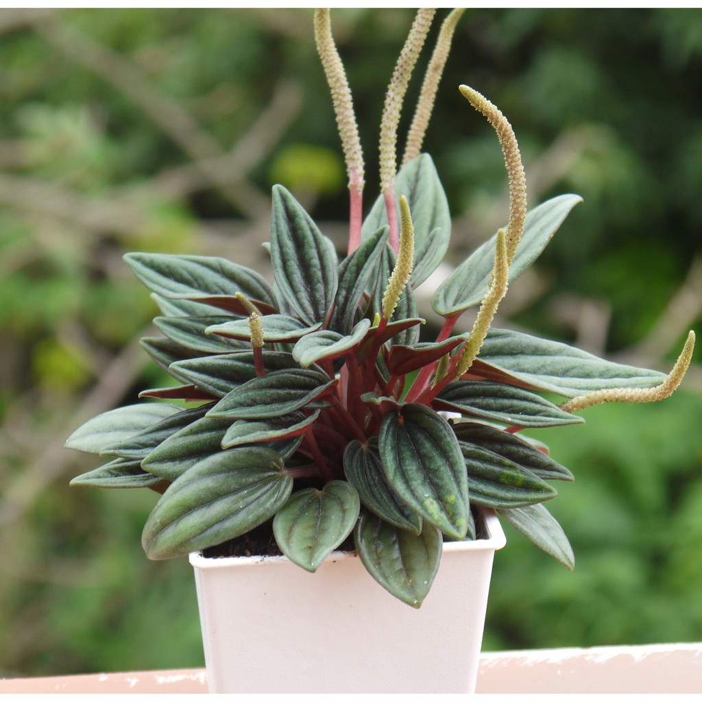 天使紅椒草3寸 室內清淨空氣盆栽 室內植物觀葉植物 花樣渼栽盆栽生活館 蝦皮購物