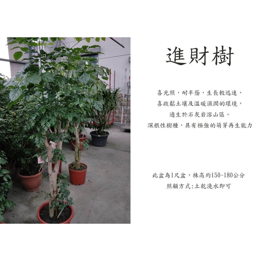 心栽花坊-進財樹/海南菜豆樹/1尺盆/觀葉植物/室內植物/綠化環境/售價1500特價1300