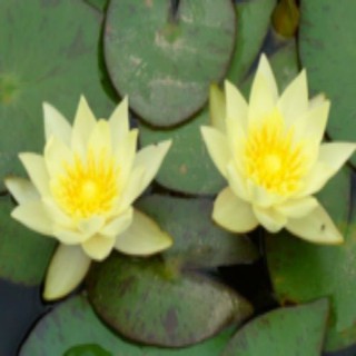 台灣現貨迷你小睡蓮根塊睡蓮根莖觀賞蓮花苗魚缸水培植物碗蓮種藕 蝦皮購物