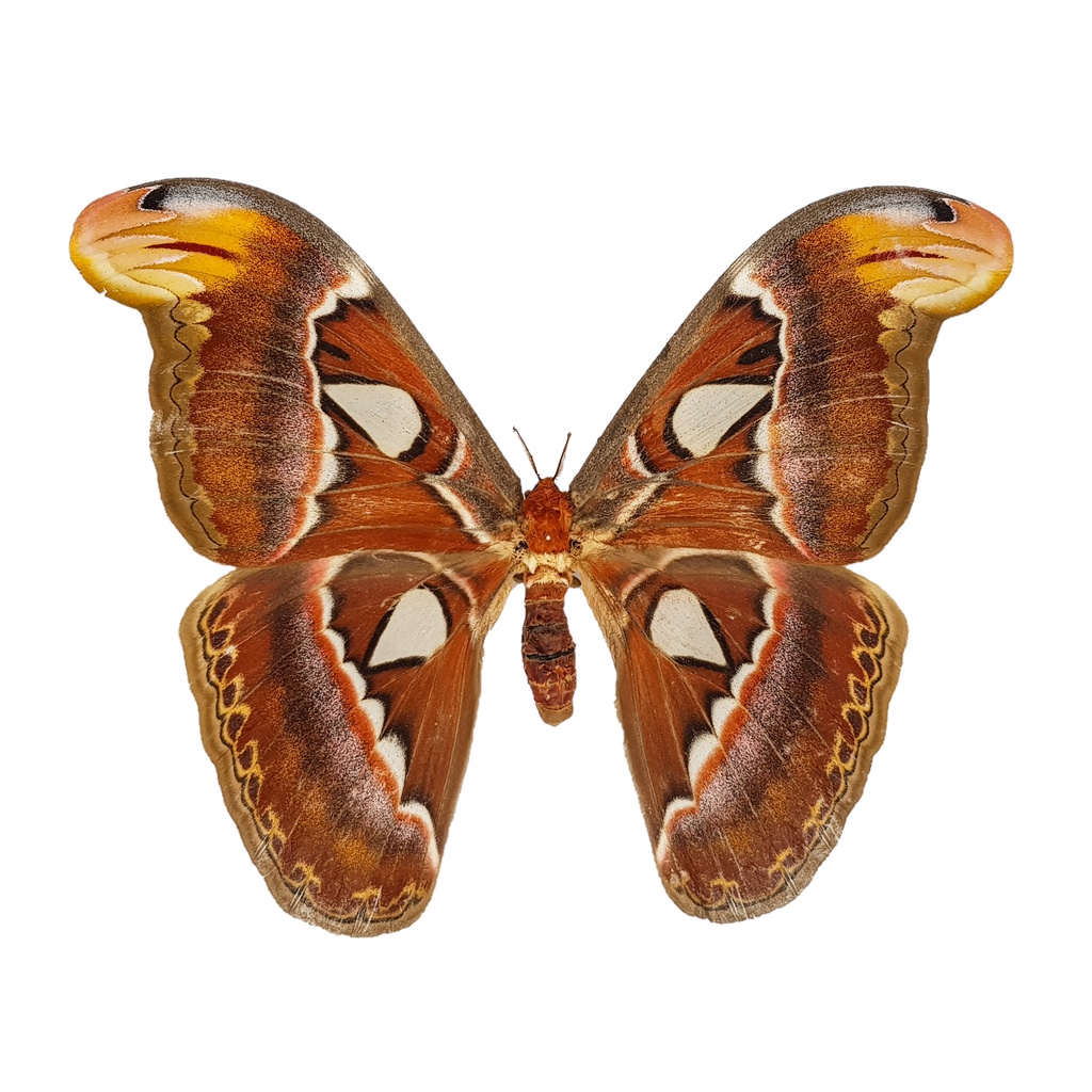 【黃金蟲蘭 網路商店】印尼皇蛾(Attacus atlas)(展翅有機會達20cm) 單母標本