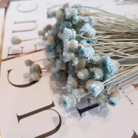 現貨 日本進口fldr0017 940 Light Blue 盆花花束裝飾乾燥花永生花不凋花保鮮不凋 蝦皮購物