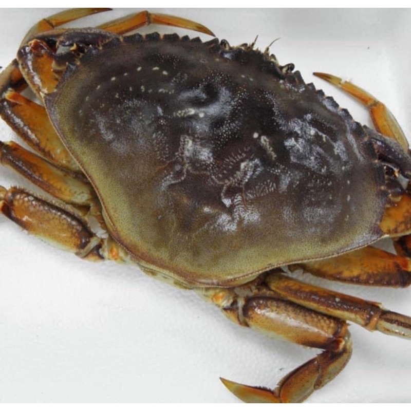 超級極品👍加拿大🇨🇦最頂級的黃金黑蟹（活體配送）800克-1000克