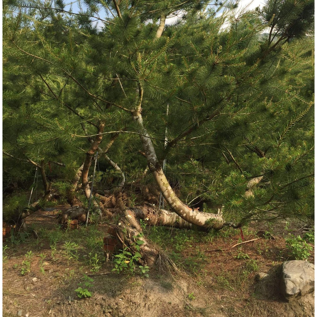 松雅園 五葉松盆栽 居家景觀樹 二 蝦皮購物