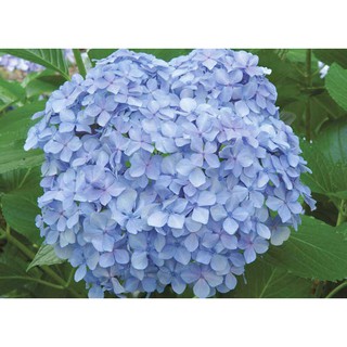 日本紫陽花 舞者舞會 蝦皮購物