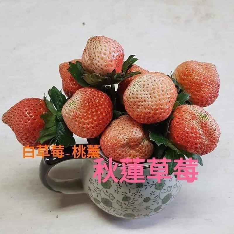 免運費‼️桃薰白草莓🍓秋蓮草莓🍓草莓苗🍓 14+1棵苗一組