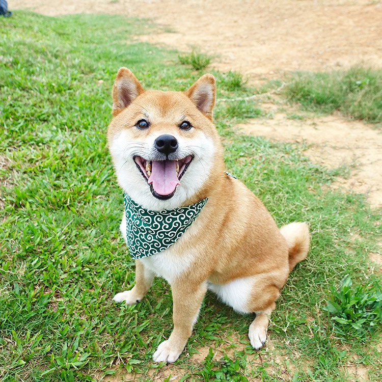 偽造省略液体柴犬唐草 Guerirmonspm Com