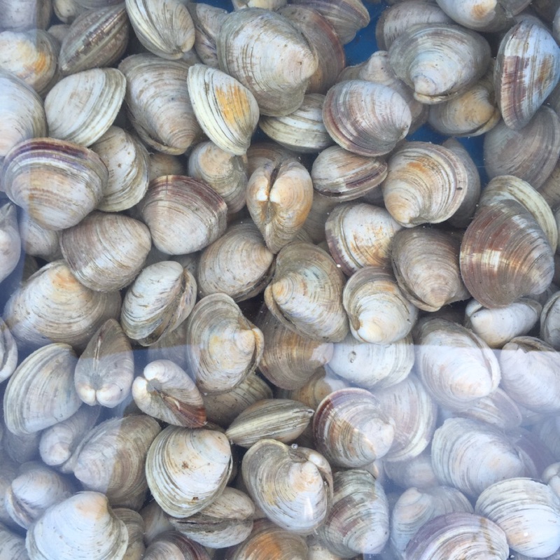 活體 馬蹄蛤牛奶貝 1000公克 蝦皮購物