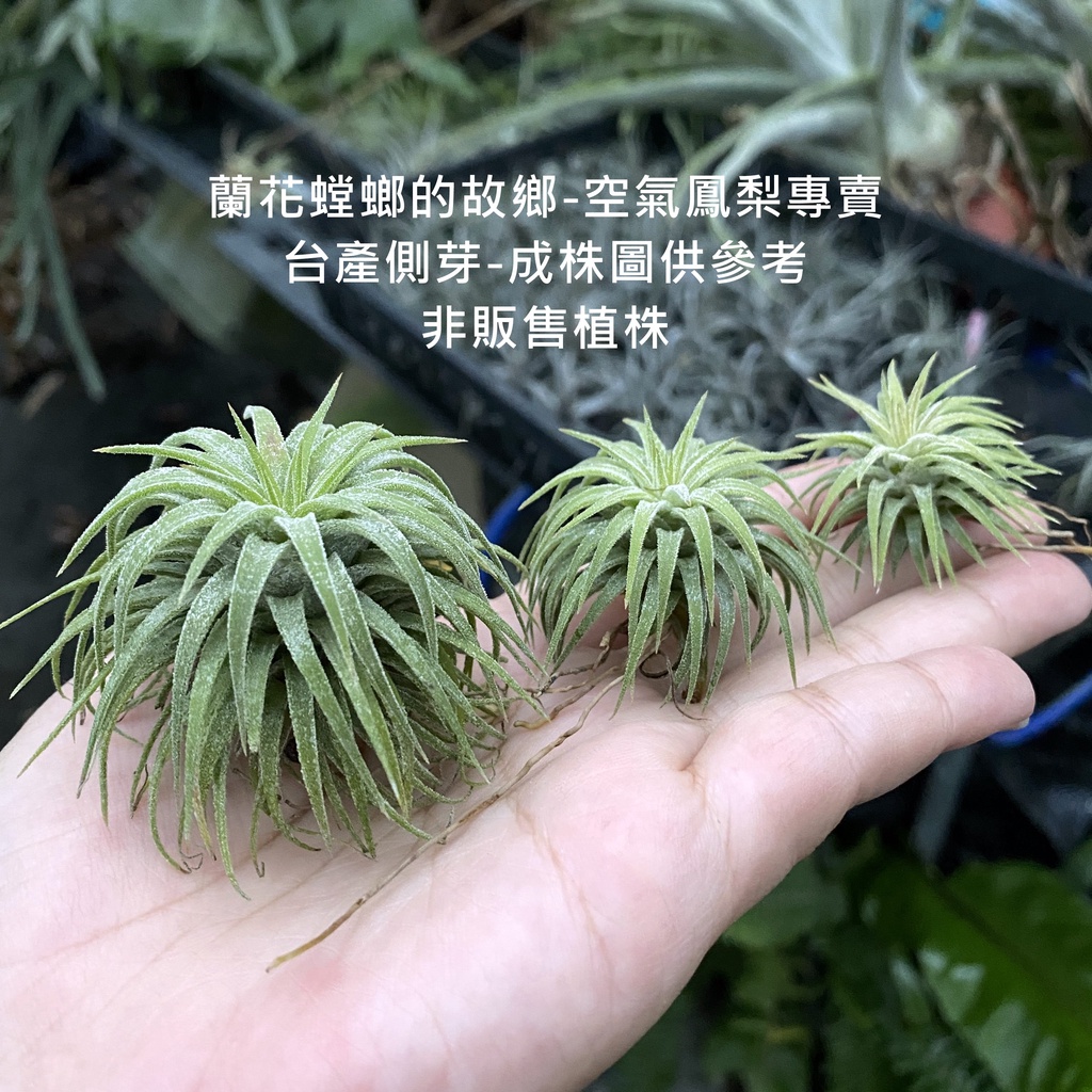 雨林龍、龍精靈(雨林) T. ionantha Ron (台產側芽) 空鳳 空氣鳳梨 Tillandsia