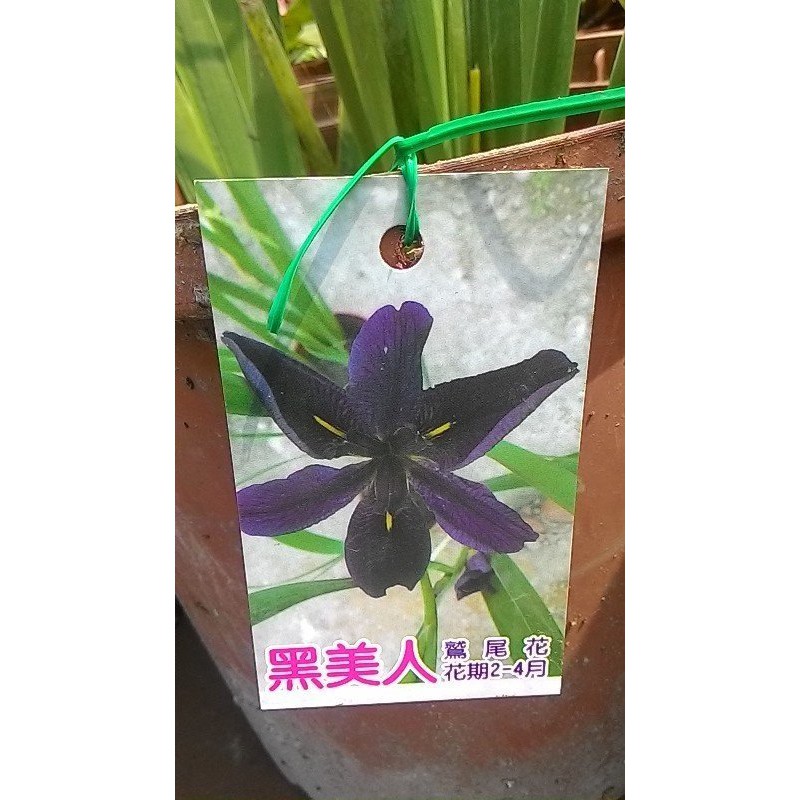 花花世界 水生植物 鳶尾花 不挑品種 宿根性草本 花期3 5 月 8吋盆 高30 50公分 Tm 蝦皮購物