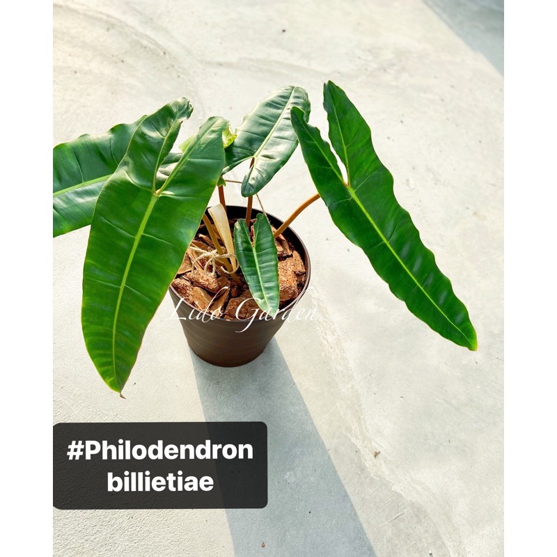 橘梗蔓綠絨。橘柄蔓#Philodendron billietiae 雨林植物🌿