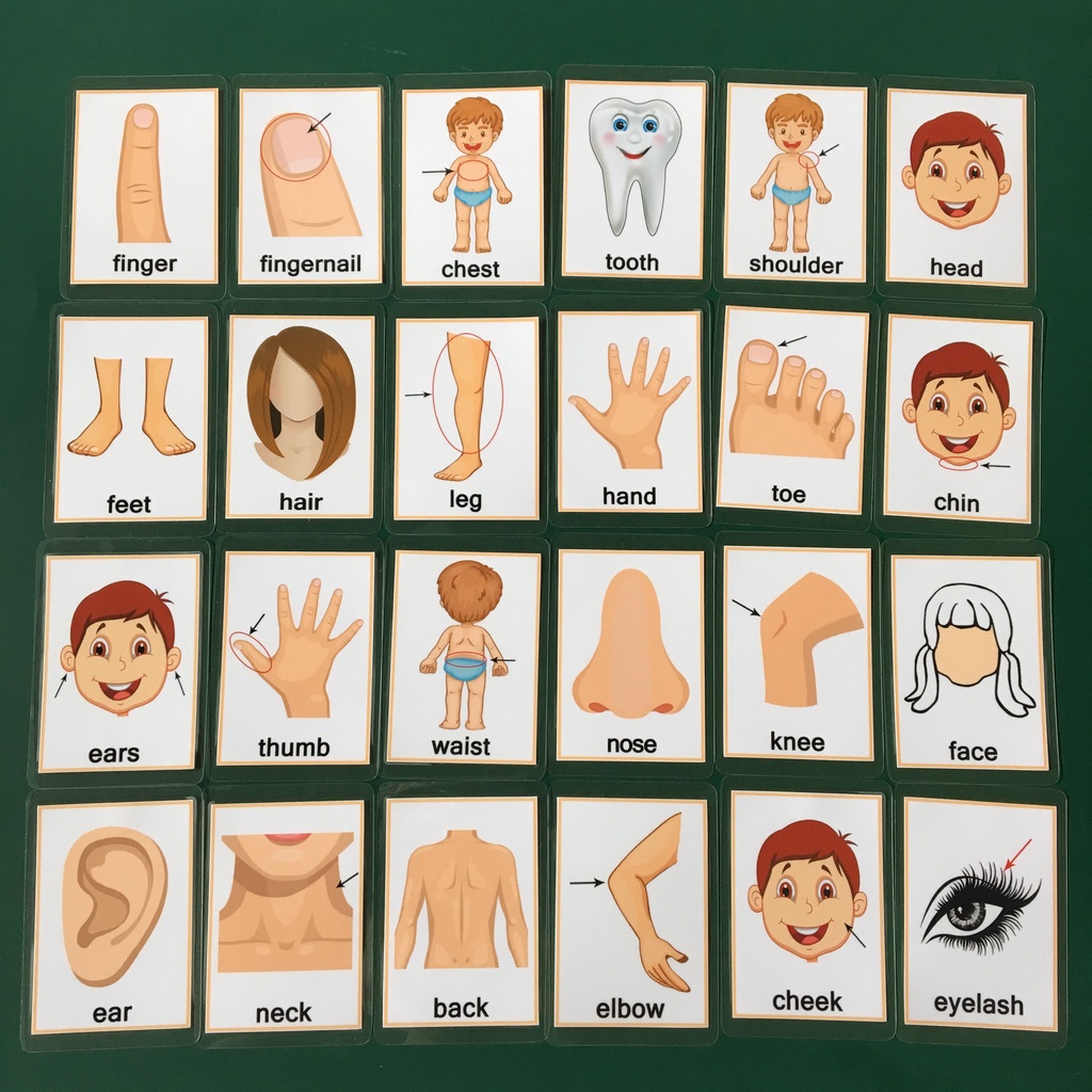新品预售 英語身體部位卡片單詞卡防水防撕教師教具 蝦皮購物
