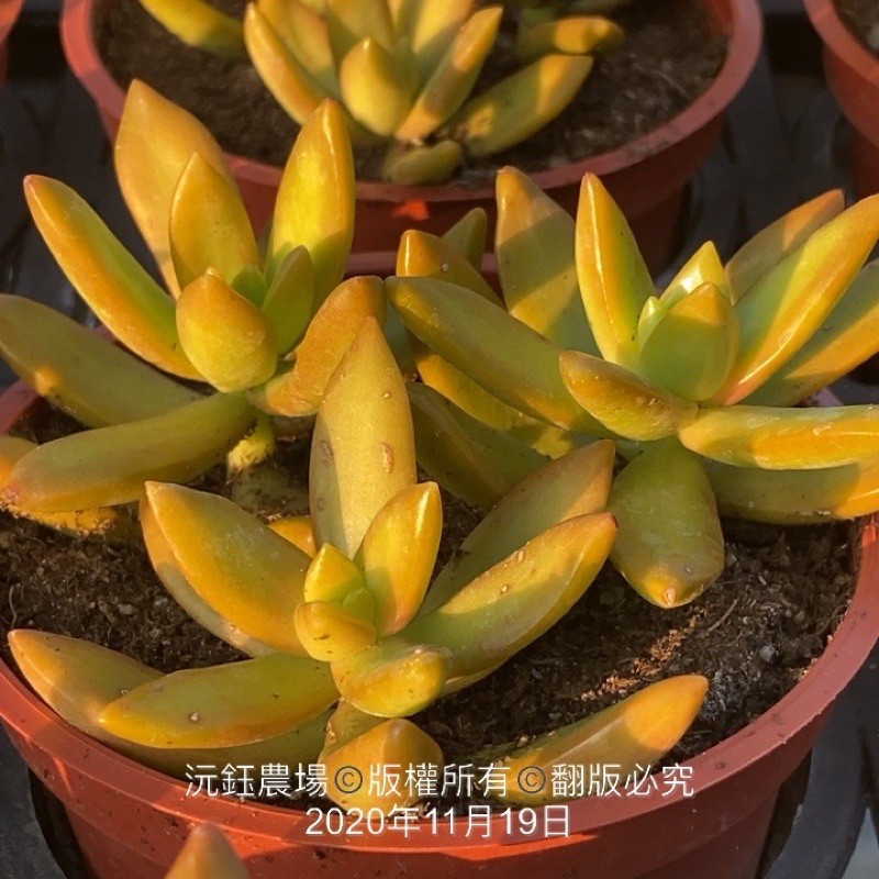 沅鈺農場多肉植物銘月 露養有輕微曬傷 蝦皮購物
